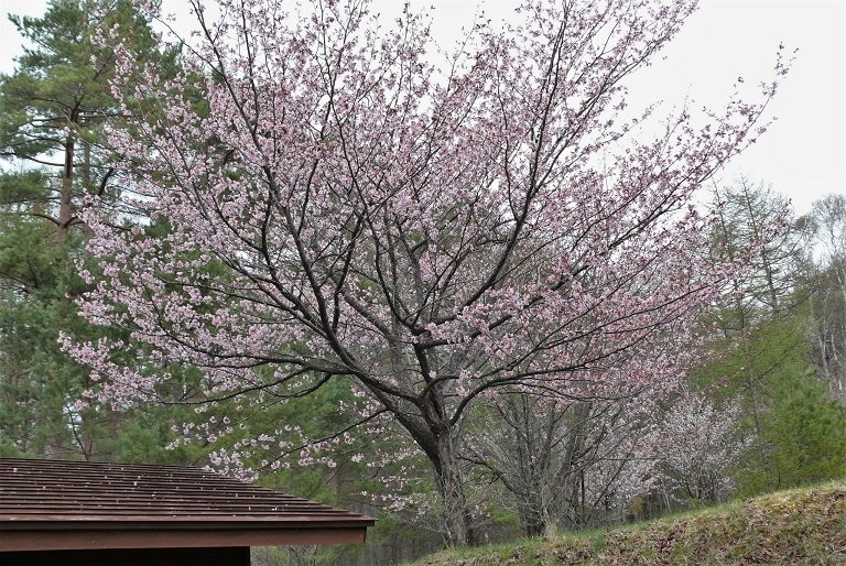 http://www.alpico.co.jp/shikinomori/news/images/P1310708.JPG