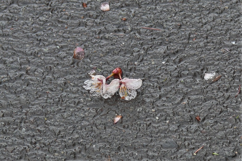 http://www.alpico.co.jp/shikinomori/news/images/P1310709.JPG