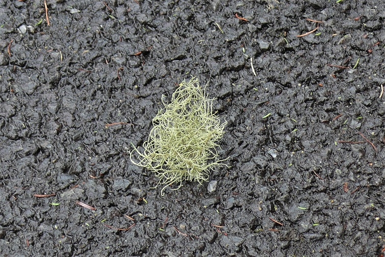 http://www.alpico.co.jp/shikinomori/news/images/P1310712.JPG