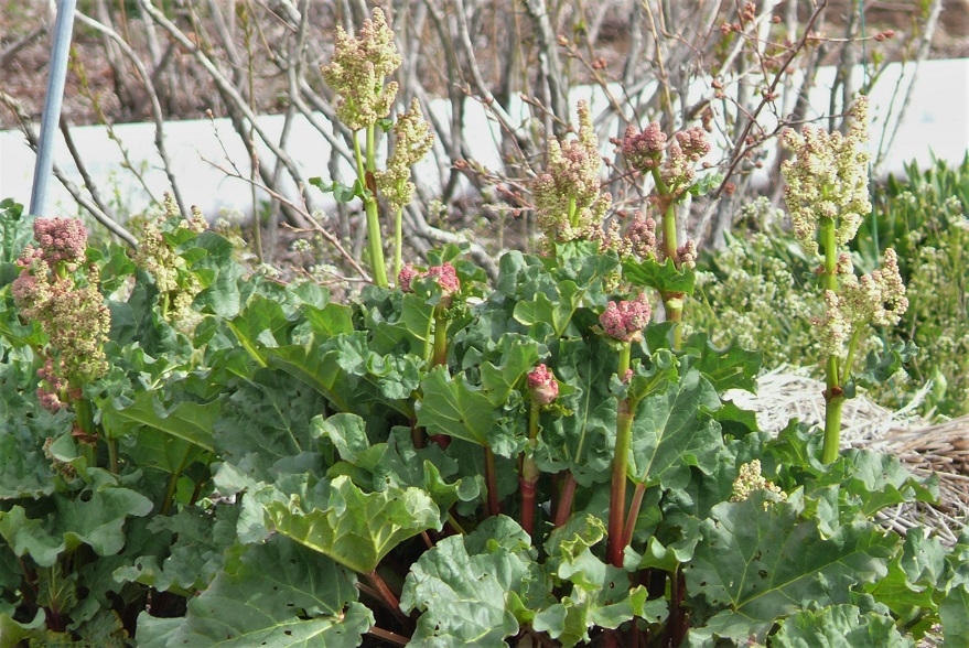 http://www.alpico.co.jp/shikinomori/news/images/P1310729.JPG