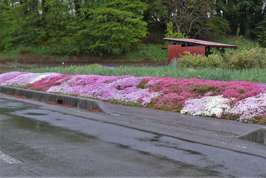 http://www.alpico.co.jp/shikinomori/news/images/P1310780.JPG