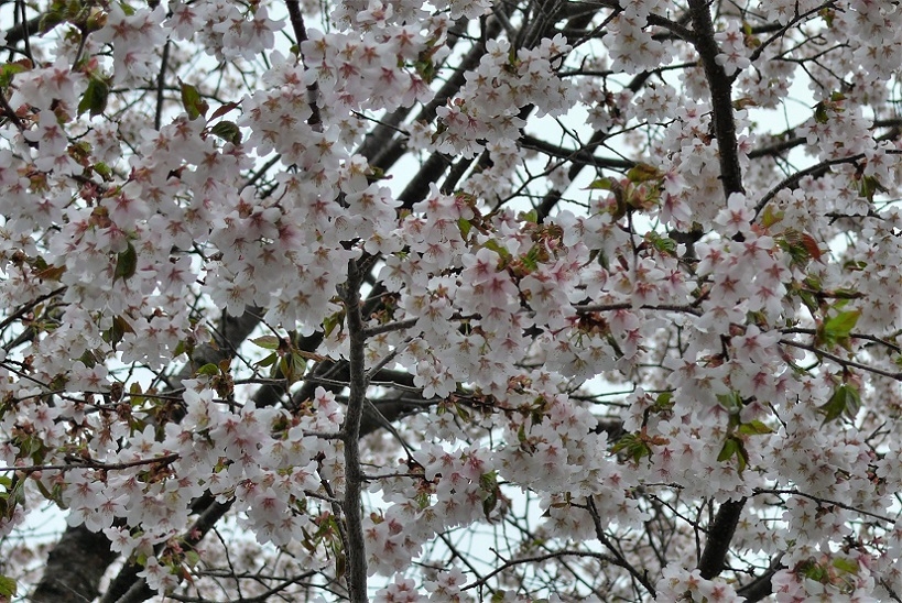 http://www.alpico.co.jp/shikinomori/news/images/P1310790.JPG