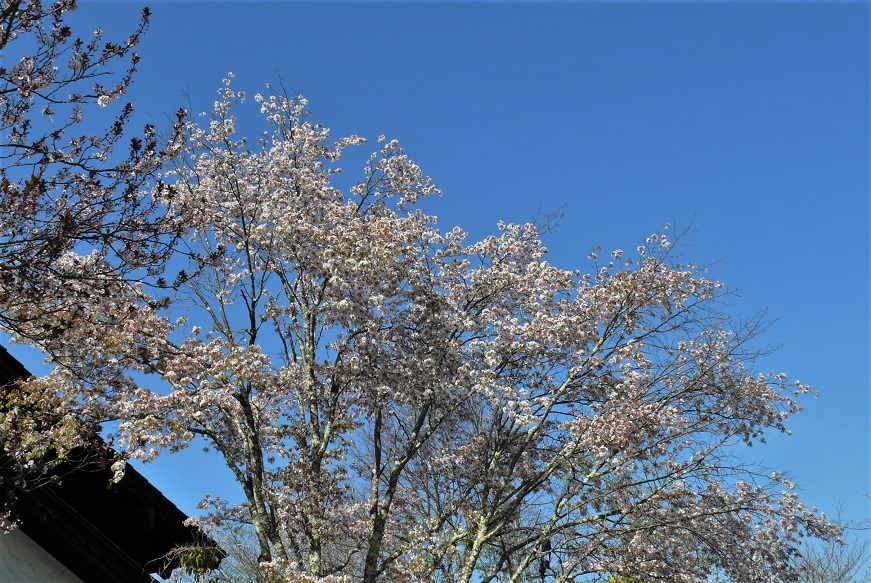 http://www.alpico.co.jp/shikinomori/news/images/P1310821.JPG