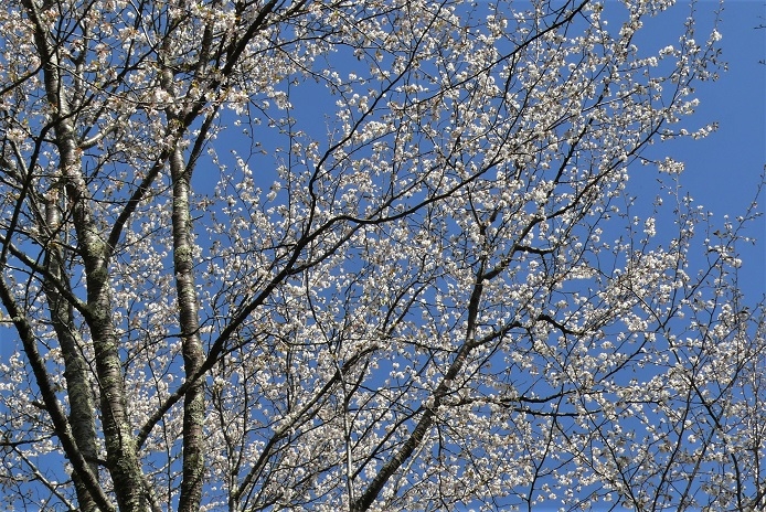 http://www.alpico.co.jp/shikinomori/news/images/P1310888.JPG