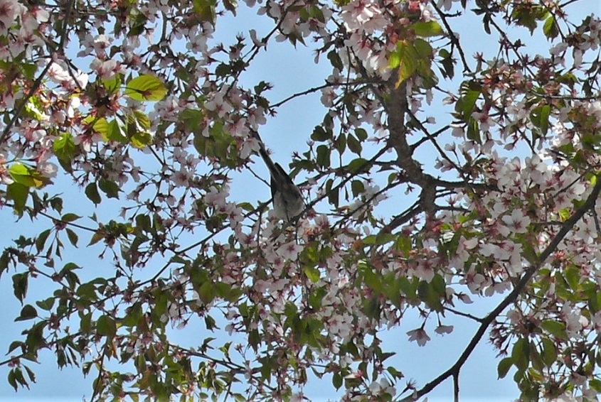 http://www.alpico.co.jp/shikinomori/news/images/P1310906.JPG