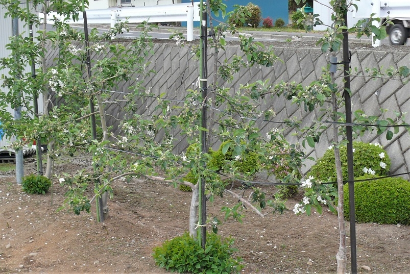 http://www.alpico.co.jp/shikinomori/news/images/P1310916.JPG