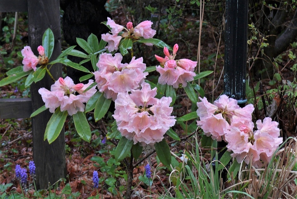 http://www.alpico.co.jp/shikinomori/news/images/P1310974.JPG
