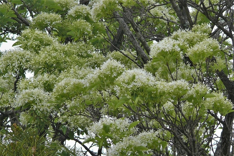 http://www.alpico.co.jp/shikinomori/news/images/P1320108.JPG