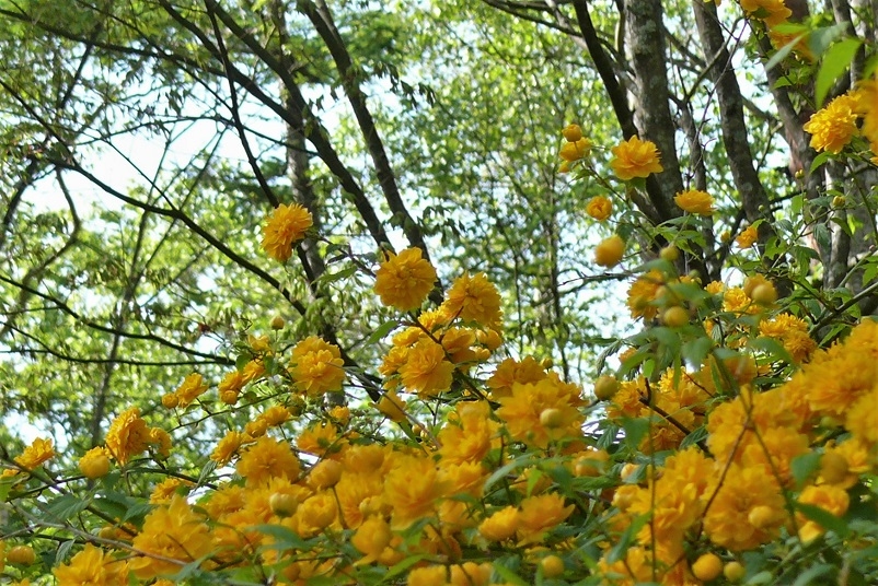 http://www.alpico.co.jp/shikinomori/news/images/P1320262.JPG