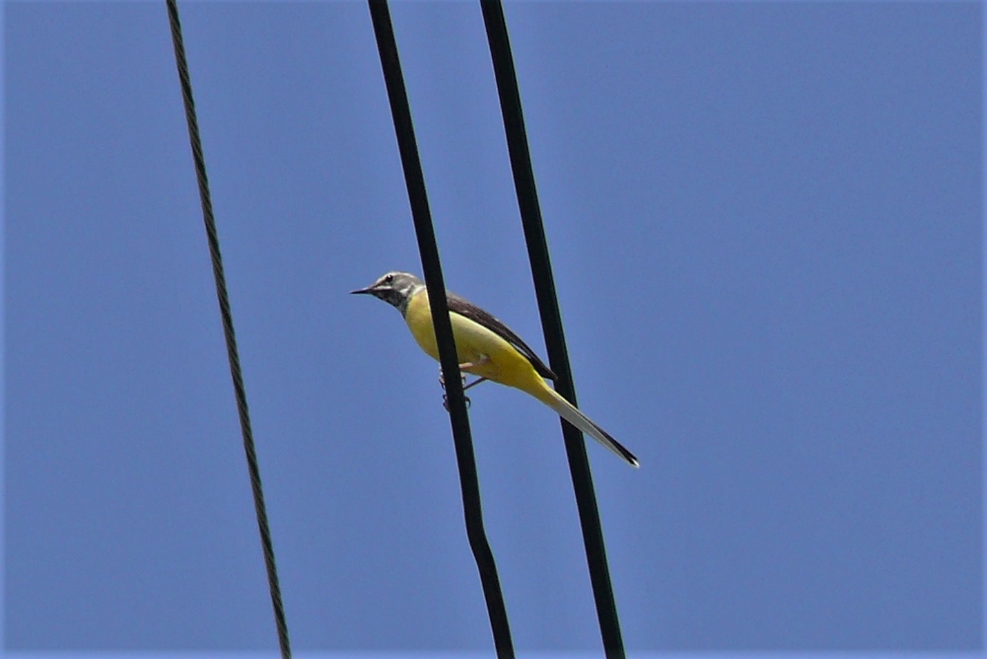 http://www.alpico.co.jp/shikinomori/news/images/P1320274.JPG