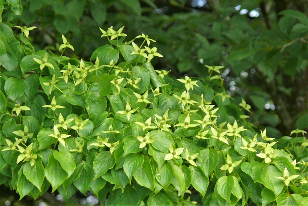 http://www.alpico.co.jp/shikinomori/news/images/P1320297.JPG