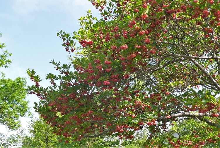 http://www.alpico.co.jp/shikinomori/news/images/P1320342.JPG