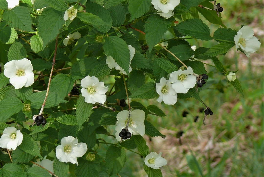 http://www.alpico.co.jp/shikinomori/news/images/P1320351.JPG
