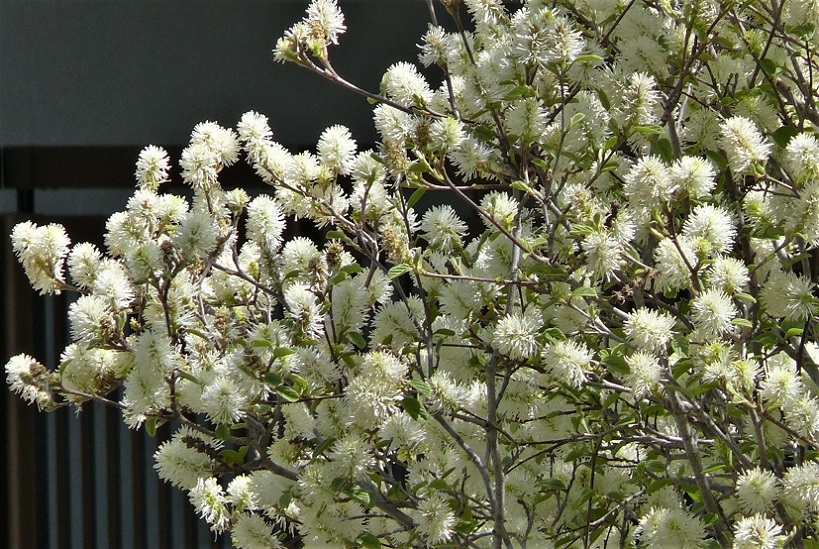 http://www.alpico.co.jp/shikinomori/news/images/P1320364.JPG