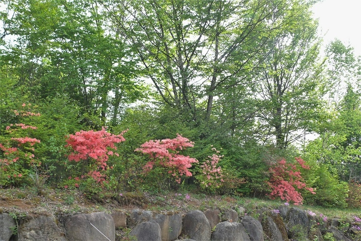 http://www.alpico.co.jp/shikinomori/news/images/P1320402.JPG