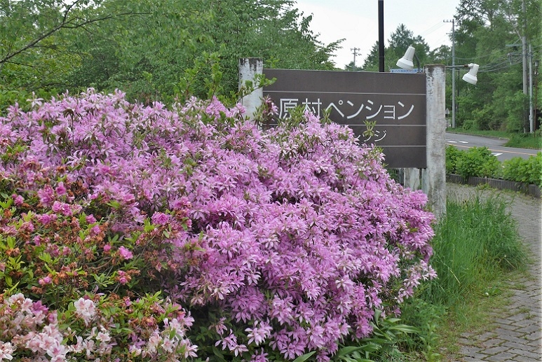 http://www.alpico.co.jp/shikinomori/news/images/P1320472.JPG