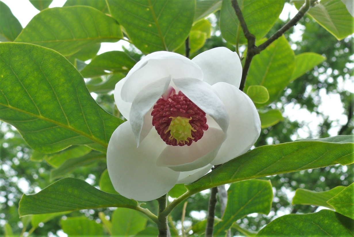 http://www.alpico.co.jp/shikinomori/news/images/P1320490.JPG