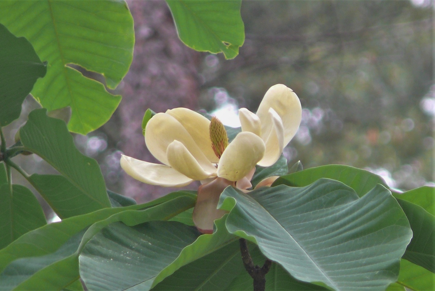 http://www.alpico.co.jp/shikinomori/news/images/P1320497.JPG