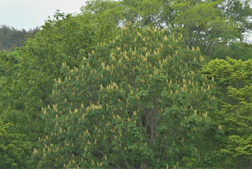 http://www.alpico.co.jp/shikinomori/news/images/P1320511.JPG