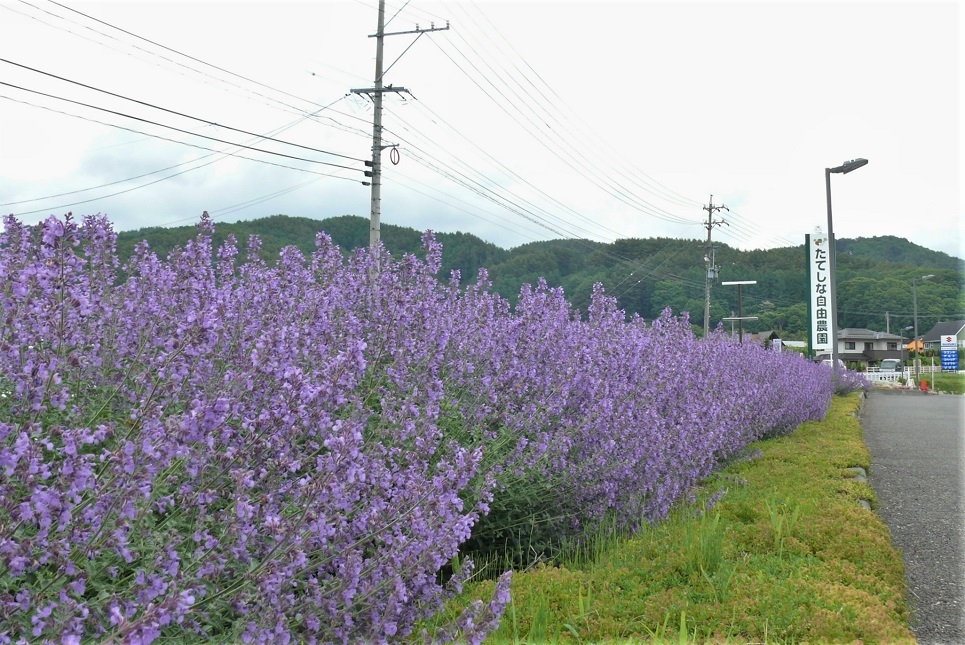 http://www.alpico.co.jp/shikinomori/news/images/P1320730.JPG