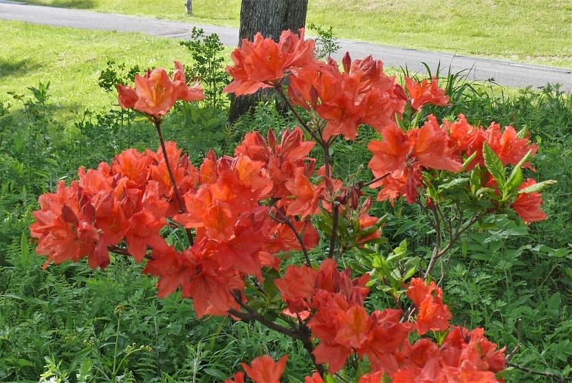 http://www.alpico.co.jp/shikinomori/news/images/P1320743.JPG