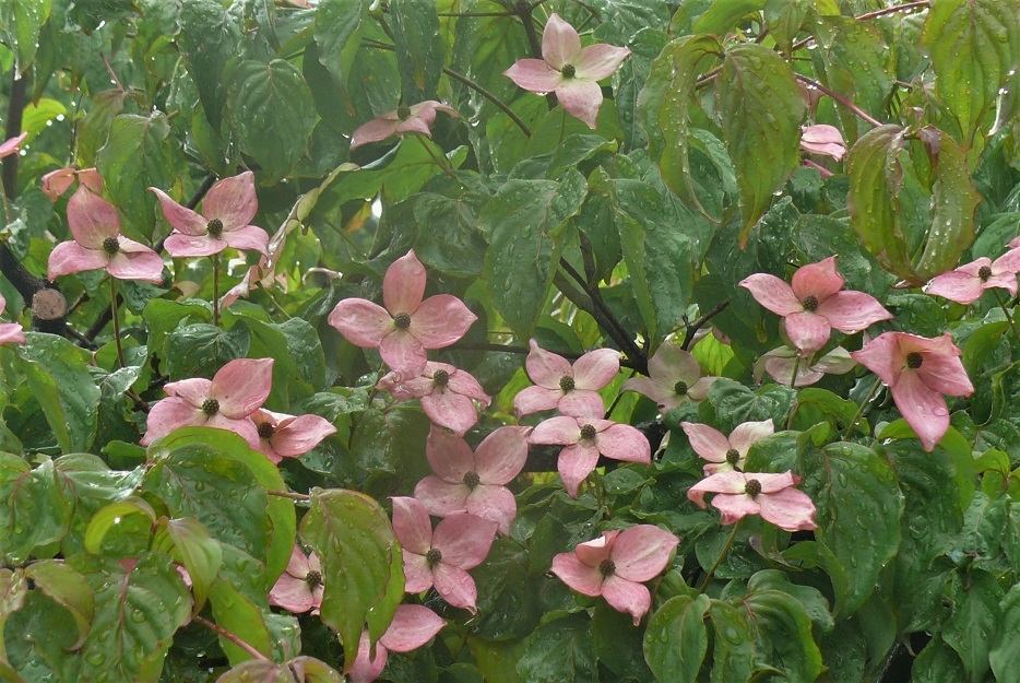 http://www.alpico.co.jp/shikinomori/news/images/P1320830.JPG