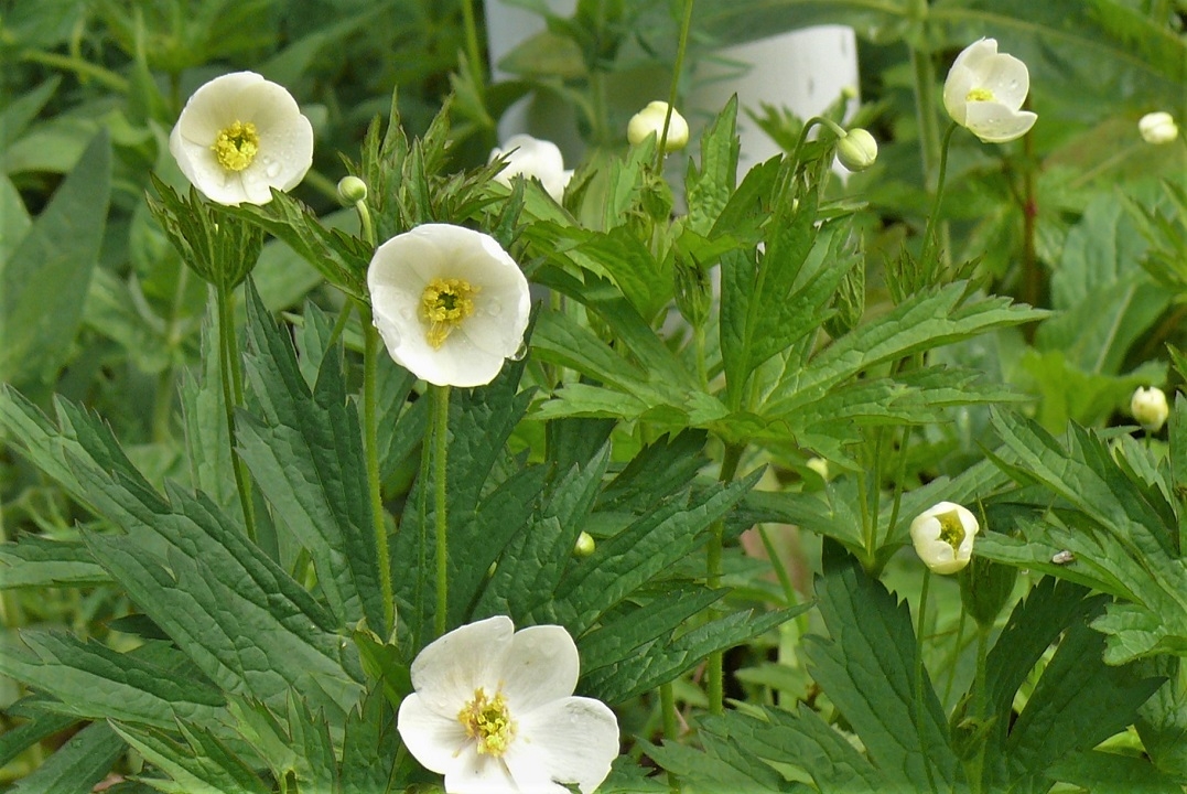 http://www.alpico.co.jp/shikinomori/news/images/P1320847.JPG