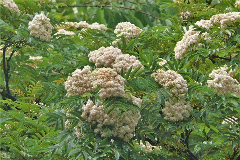 http://www.alpico.co.jp/shikinomori/news/images/P1320849.JPG