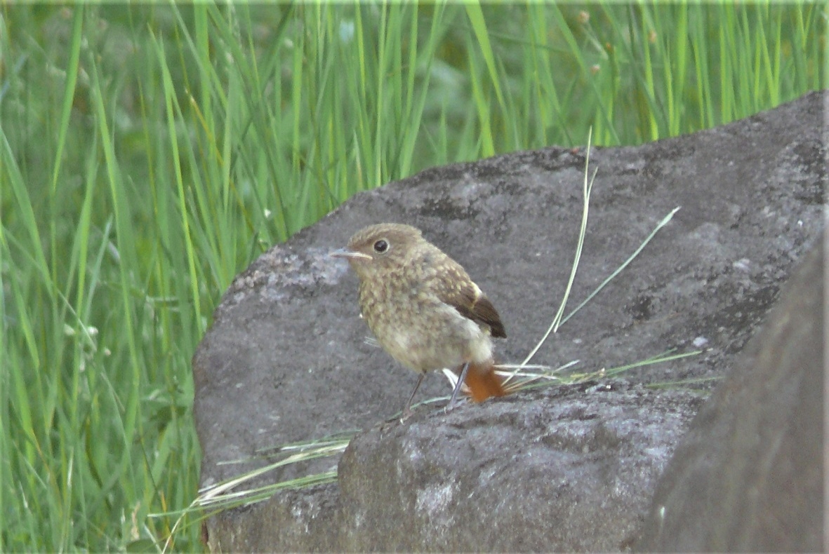 http://www.alpico.co.jp/shikinomori/news/images/P1320854.JPG