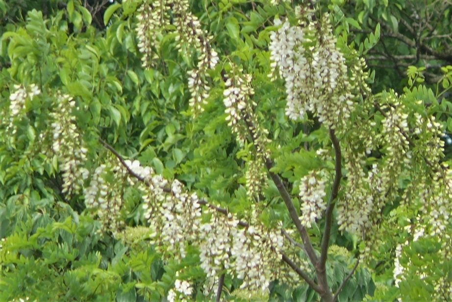 http://www.alpico.co.jp/shikinomori/news/images/P1320864.JPG
