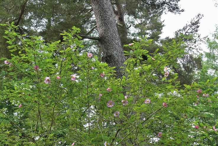 http://www.alpico.co.jp/shikinomori/news/images/P1320952.JPG
