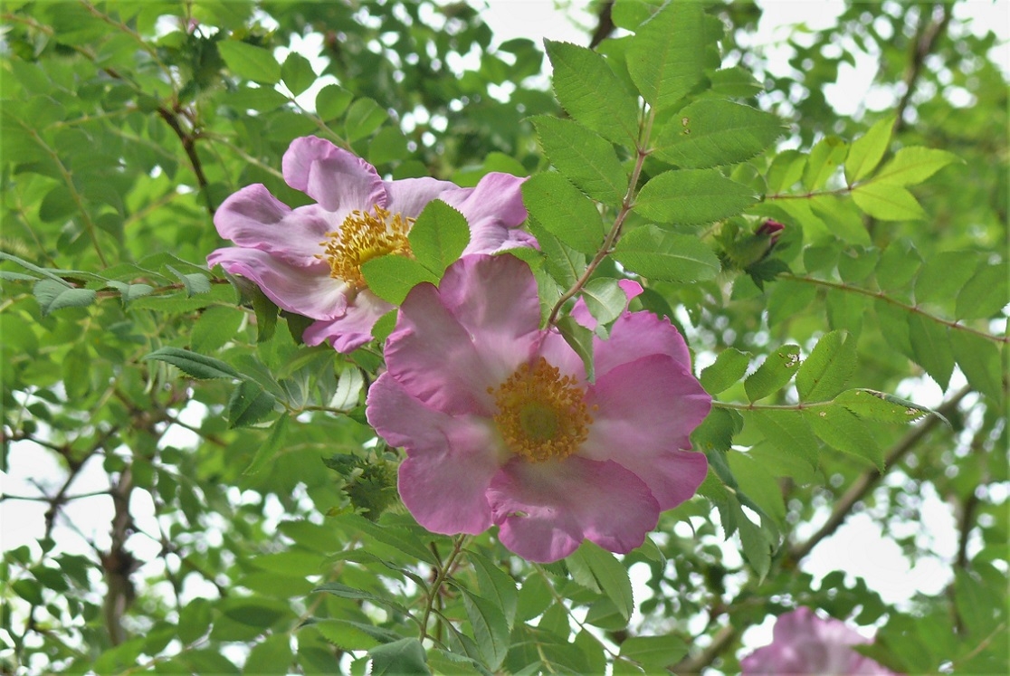 http://www.alpico.co.jp/shikinomori/news/images/P1320954.JPG