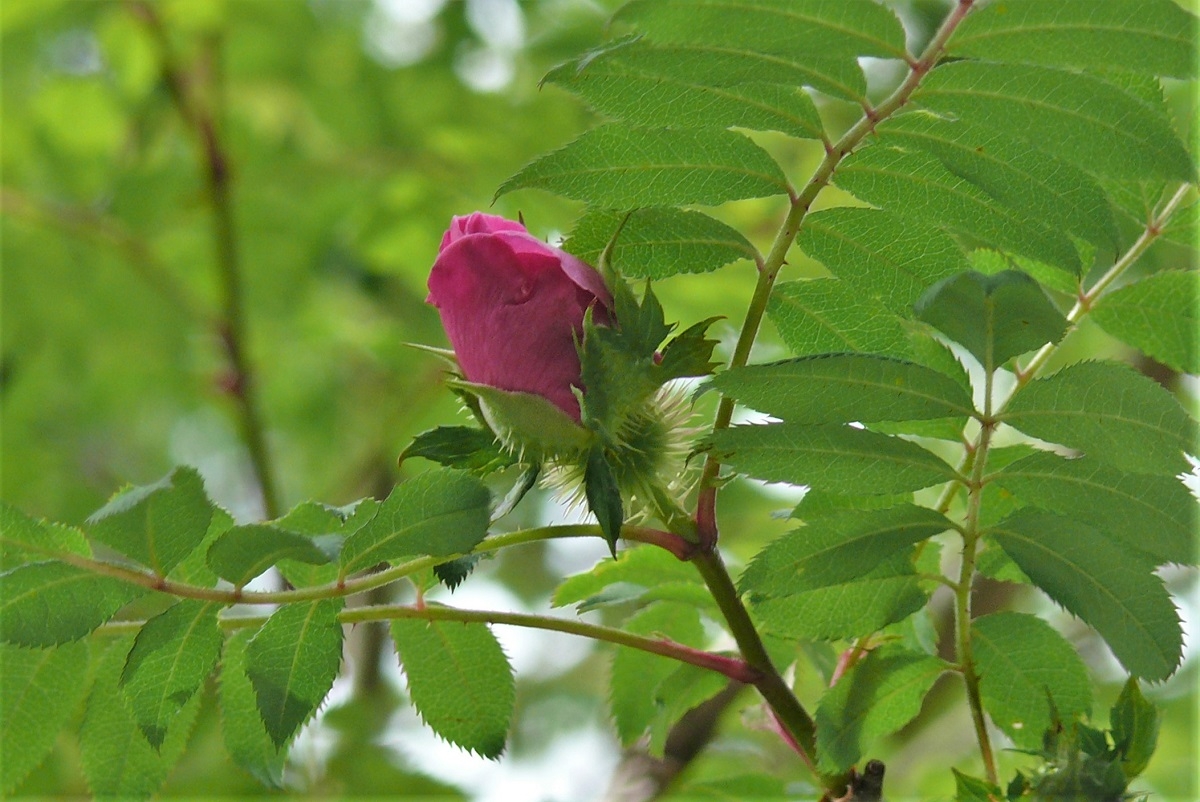 http://www.alpico.co.jp/shikinomori/news/images/P1320955.JPG