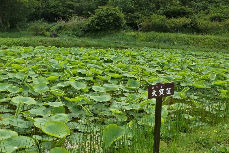 http://www.alpico.co.jp/shikinomori/news/images/P1320963.JPG