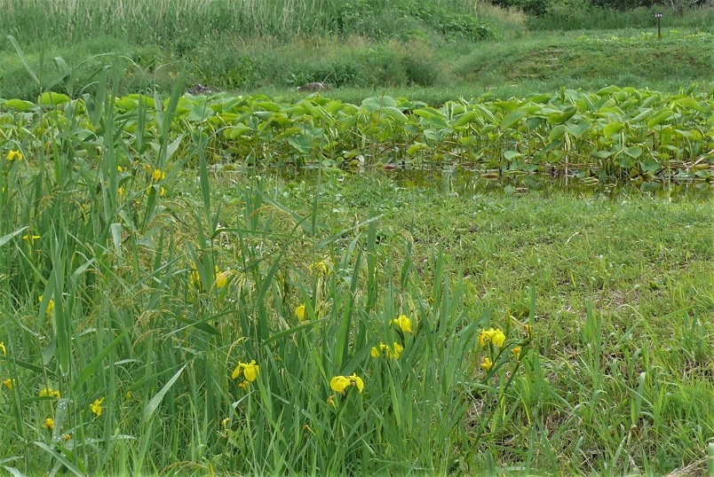 http://www.alpico.co.jp/shikinomori/news/images/P1320970.JPG