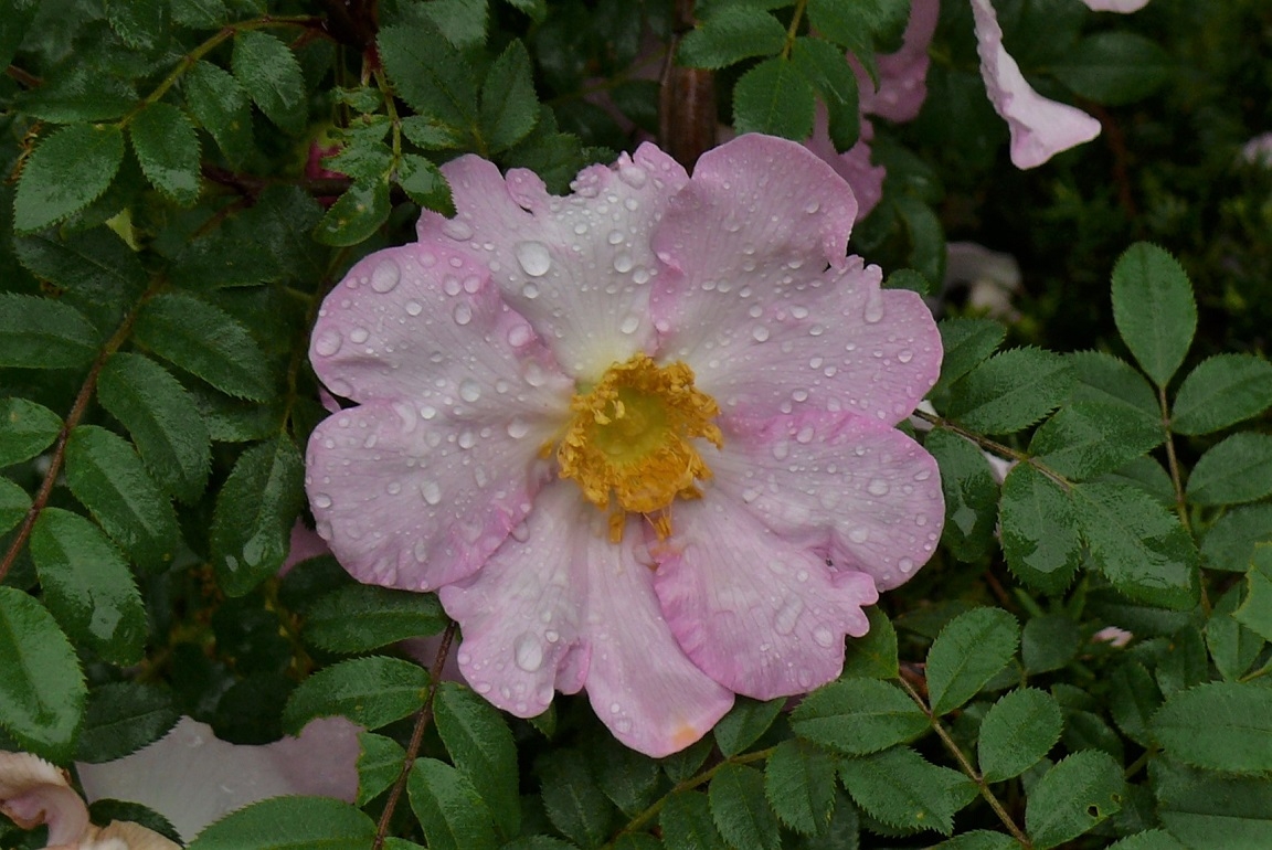 http://www.alpico.co.jp/shikinomori/news/images/P1330102.JPG
