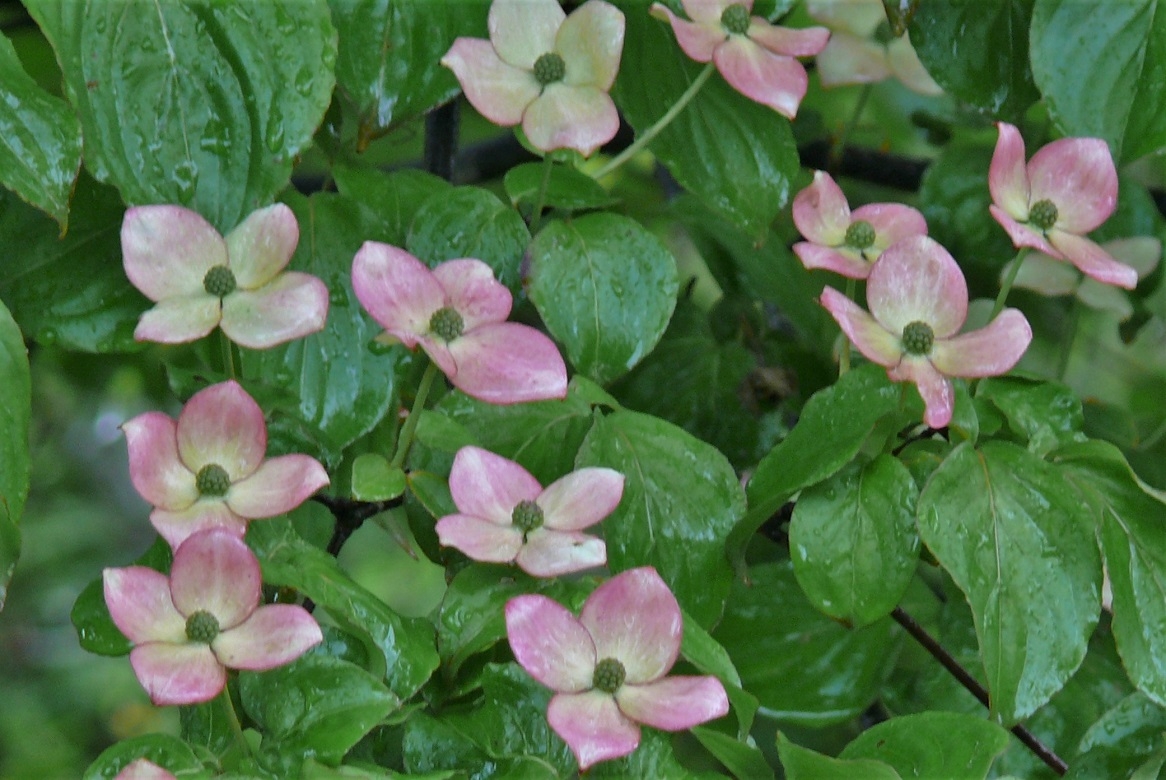 http://www.alpico.co.jp/shikinomori/news/images/P1330104.JPG