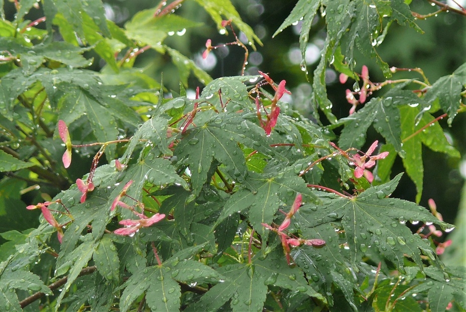 http://www.alpico.co.jp/shikinomori/news/images/P1330108.JPG