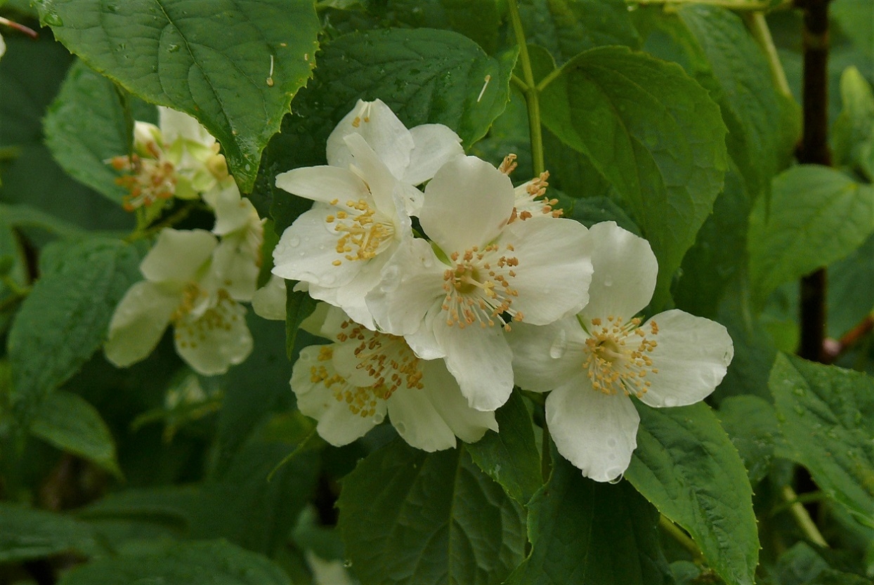 http://www.alpico.co.jp/shikinomori/news/images/P1330129.JPG