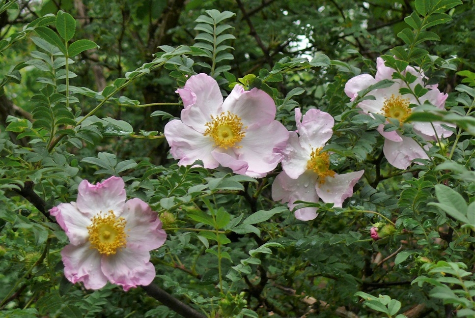 http://www.alpico.co.jp/shikinomori/news/images/P1330139.JPG