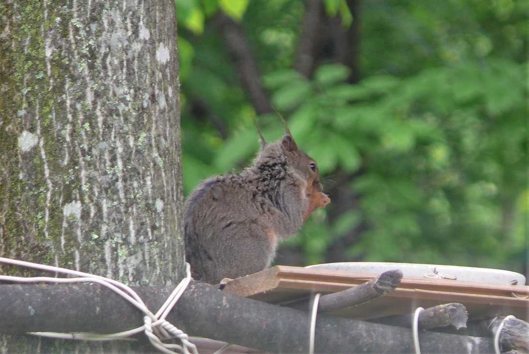 http://www.alpico.co.jp/shikinomori/news/images/P1330155.JPG
