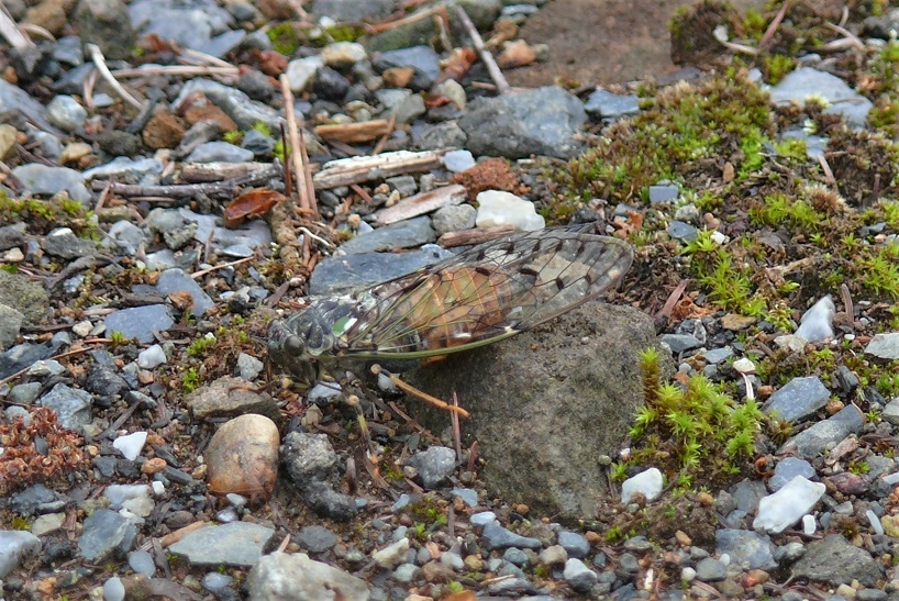 http://www.alpico.co.jp/shikinomori/news/images/P1330164.JPG