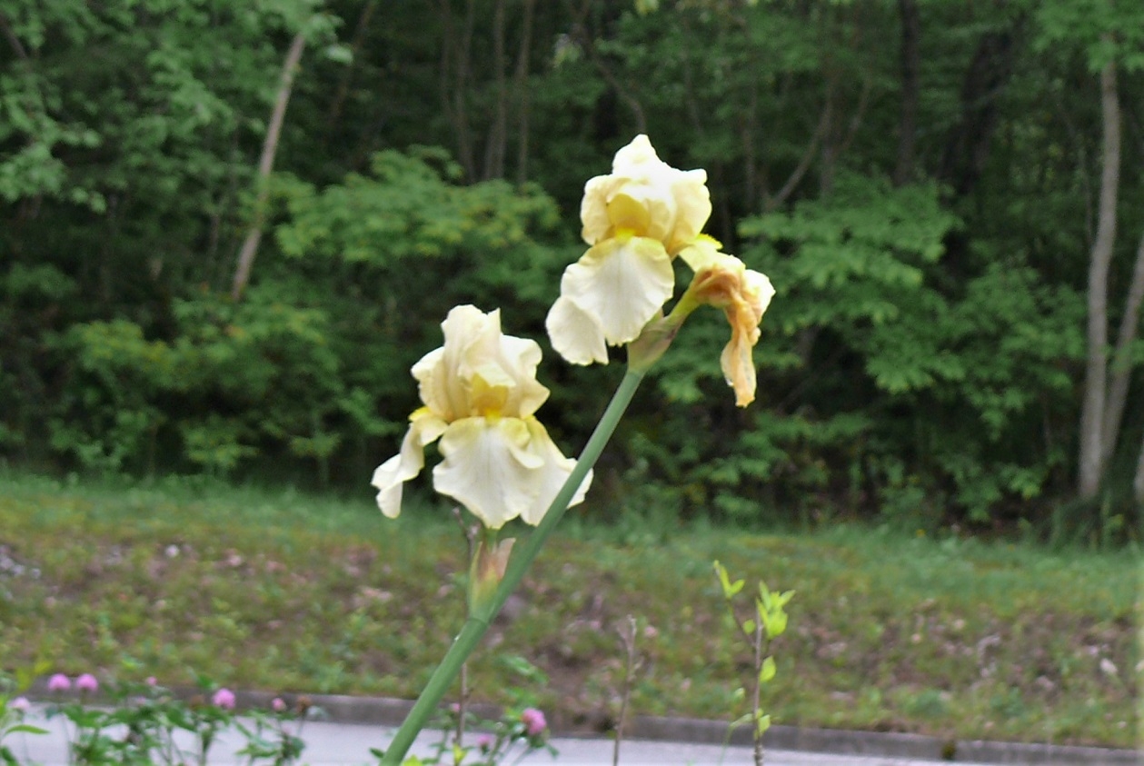 http://www.alpico.co.jp/shikinomori/news/images/P1330183.JPG