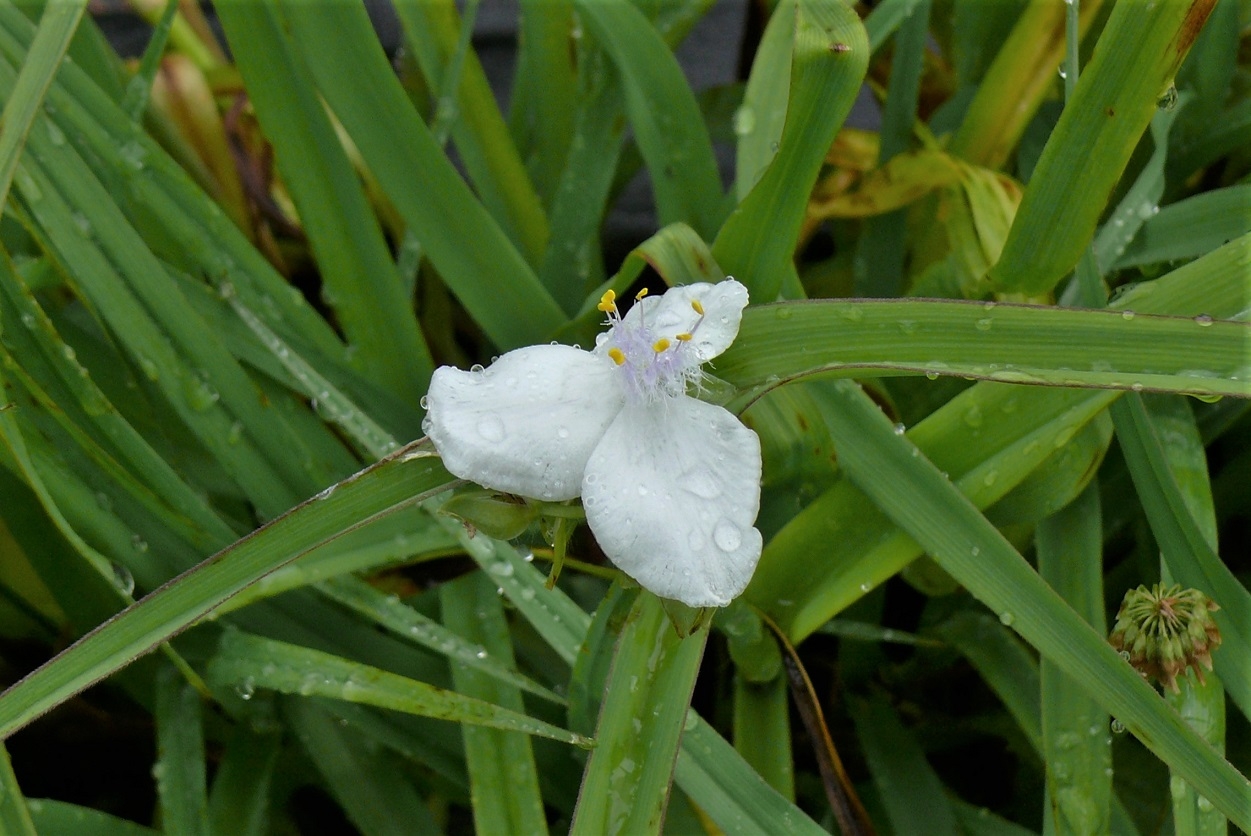 http://www.alpico.co.jp/shikinomori/news/images/P1330566.JPG