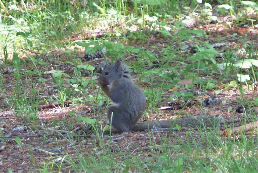 http://www.alpico.co.jp/shikinomori/news/images/P1330721.JPG