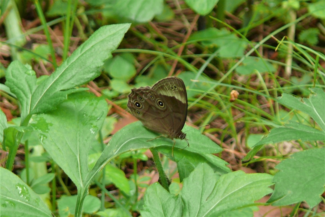 http://www.alpico.co.jp/shikinomori/news/images/P1330864.JPG