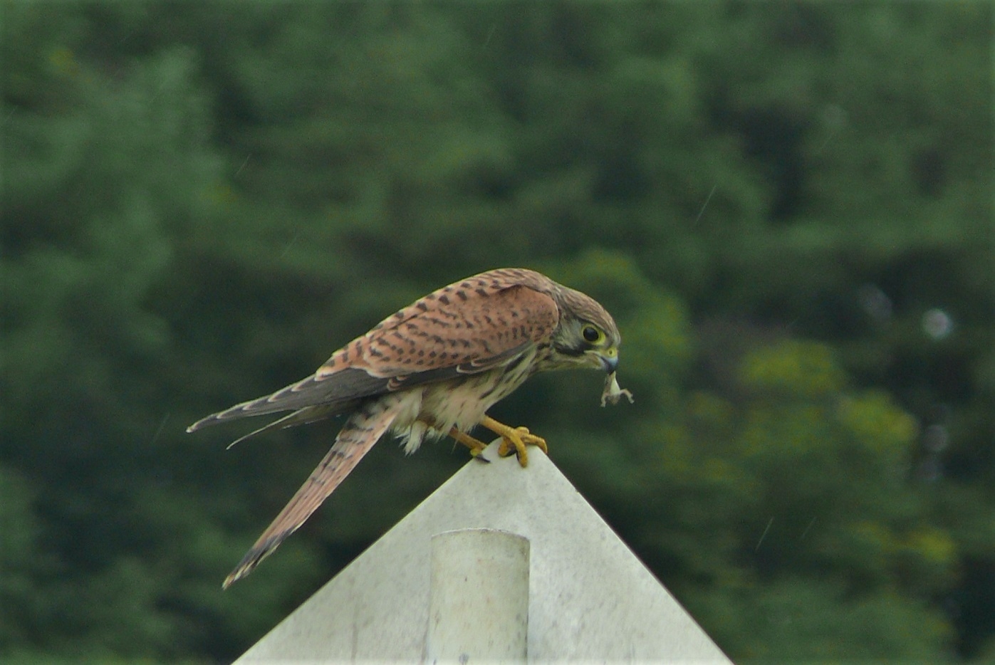 http://www.alpico.co.jp/shikinomori/news/images/P1330883.JPG