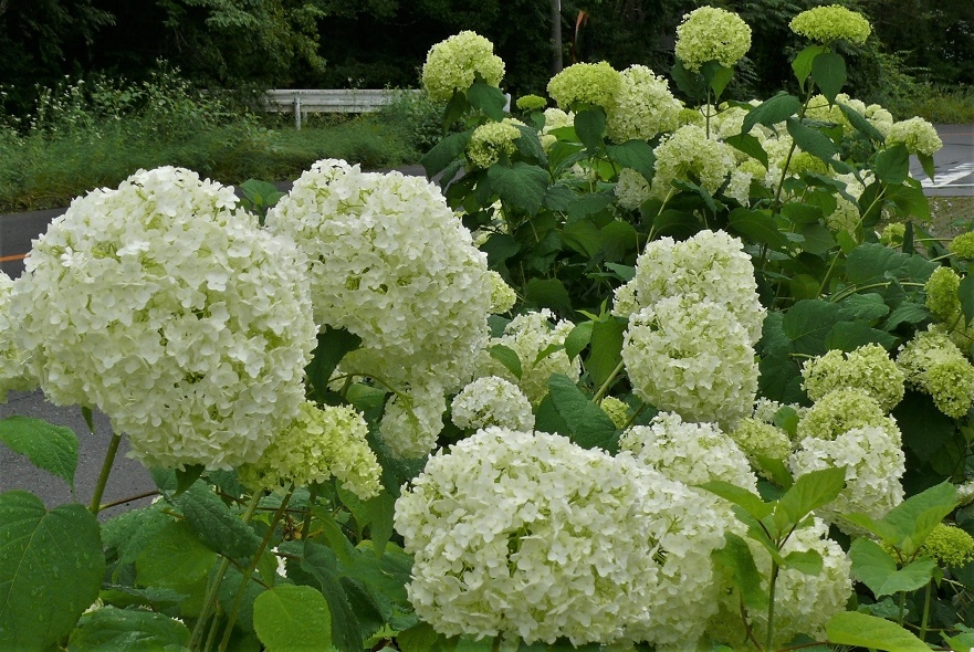 http://www.alpico.co.jp/shikinomori/news/images/P1330991.JPG