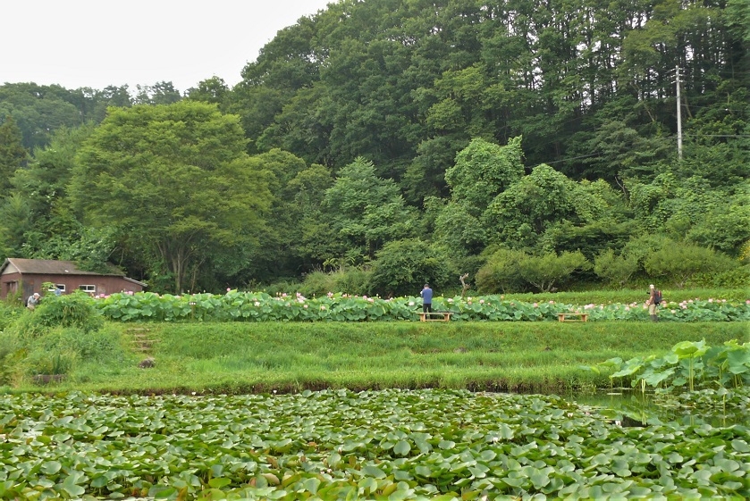http://www.alpico.co.jp/shikinomori/news/images/P1340004.JPG