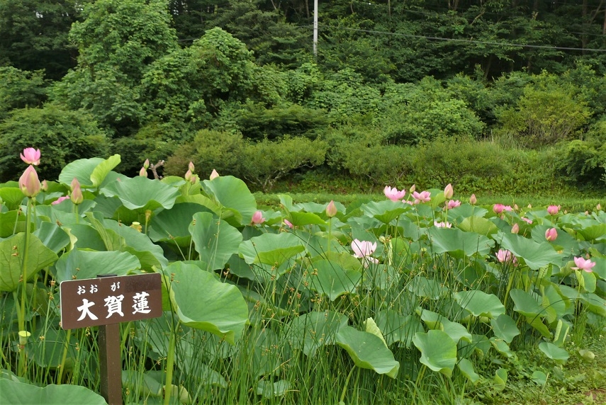 http://www.alpico.co.jp/shikinomori/news/images/P1340007.JPG
